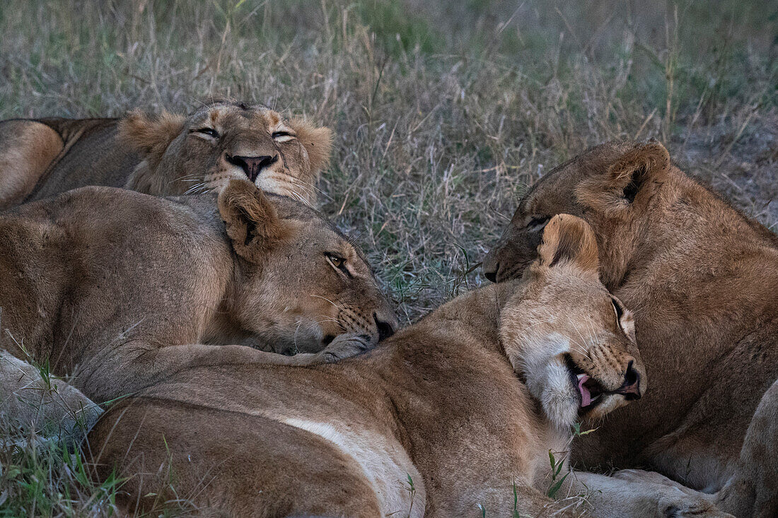 Löwenrudel (Panthera leo), Sabi Sands Wildreservat, Südafrika, Afrika