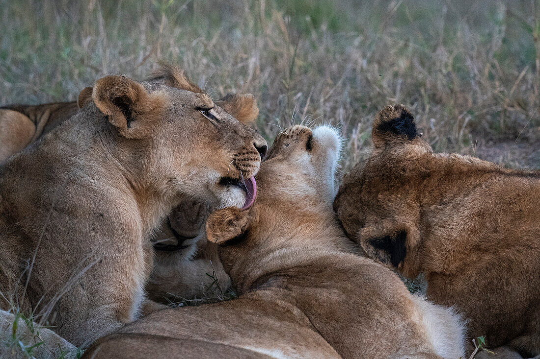 Lion pride (Panthera leo), Sabi Sands Game Reserve, South Africa, Africa