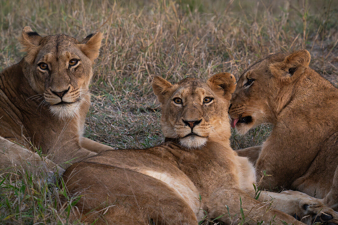 Lion pride (Panthera leo), Sabi Sands Game Reserve, South Africa, Africa