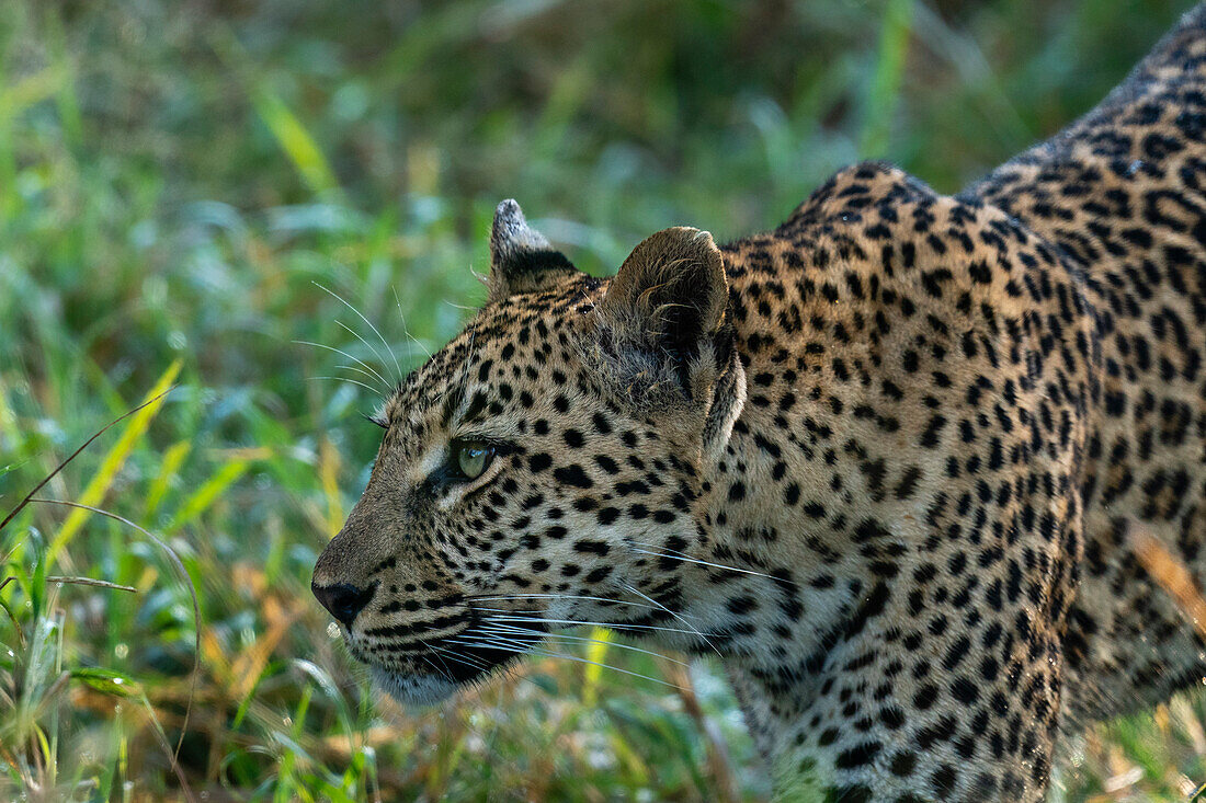 Leopard (Panthera pardus), Sabi Sands Game Reserve, South Africa, Africa