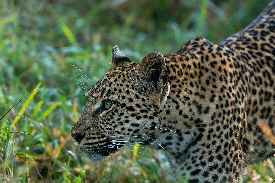 Leopard (Panthera pardus), Sabi Sands Wildschutzgebiet, Südafrika, Afrika