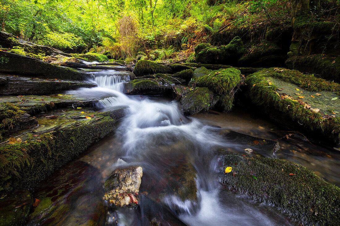 Waldstück bei St. Nectan's Glen, Threthevy, Tintagel, Cornwall, England, Vereinigtes Königreich, Europa