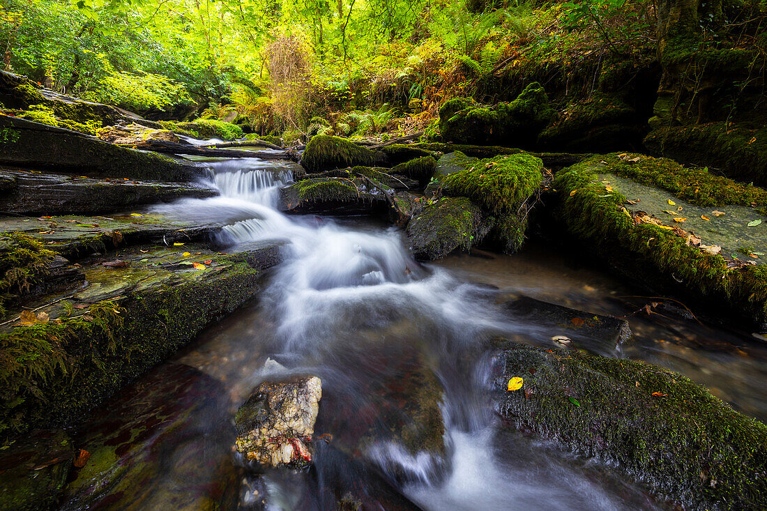 Woodland at St. Nectan's Glen, Threthevy, Tintagel, Cornwall, England, United Kingdom, Europe