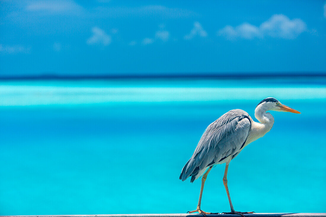 Grey heron in the blue lagoon, The Maldives, Indian Ocean, Asia