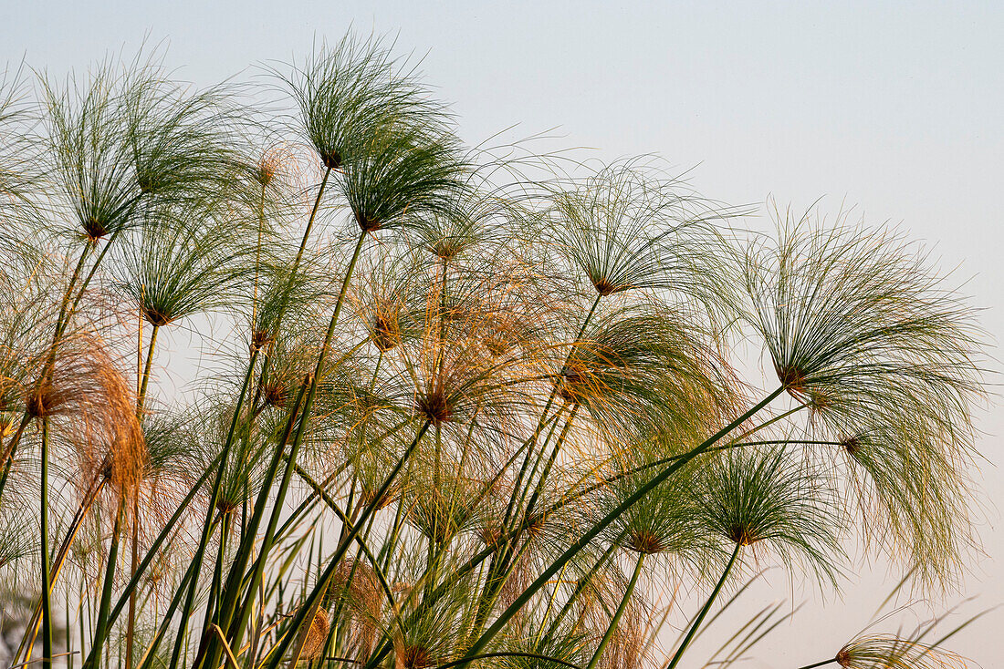 Papyrus (Papyrus sp), Okavango-Delta, Botswana, Afrika