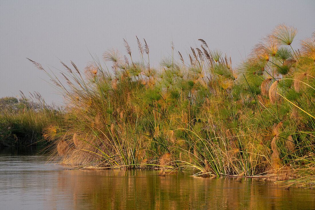 Papyrus (Papyrus sp), Okavango Delta, Botswana, Africa