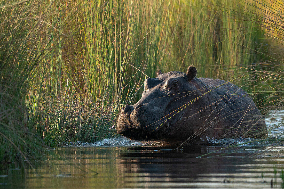Flusspferd (Hippopotamus amphibius), Okavango-Delta, Botsuana, Afrika