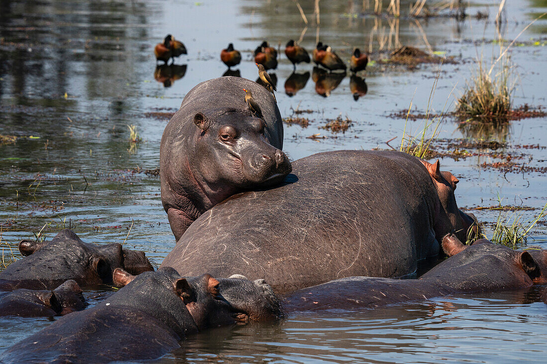 Flusspferde (Hippopotamus amphibius) im Chobe-Fluss, Chobe-Nationalpark, Botsuana, Afrika