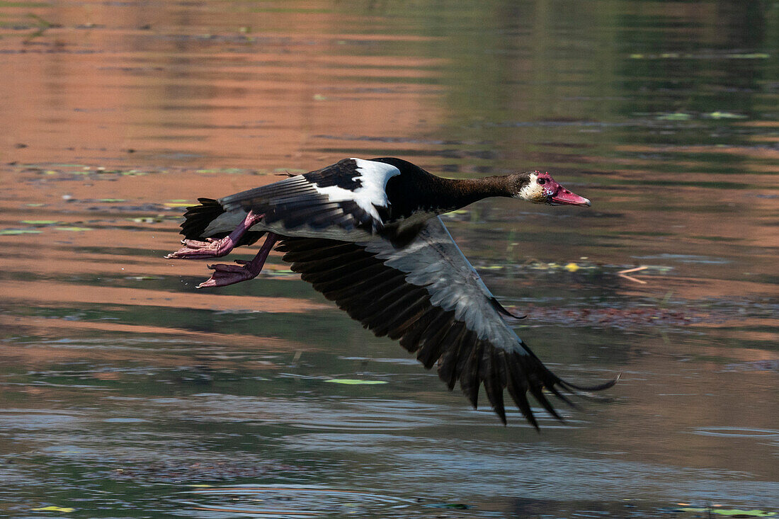 Sporngans (Plectropterus gambensis) im Flug, Chobe-Nationalpark, Botsuana, Afrika