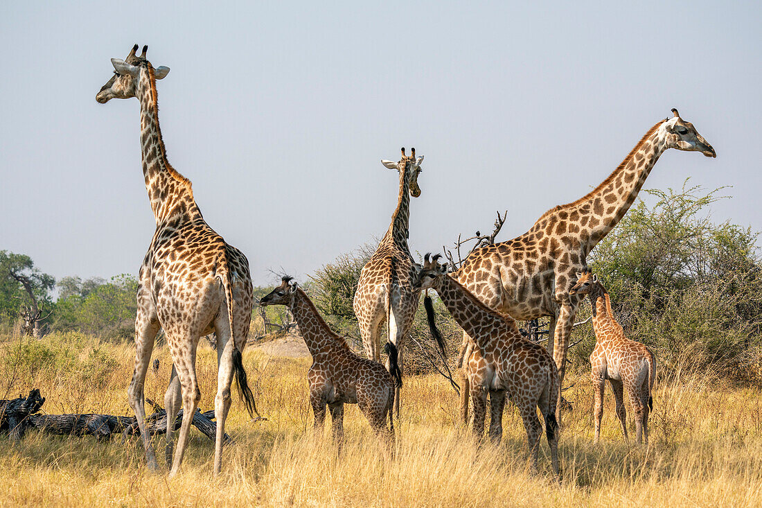 Giraffen (Giraffa camelopardalis) und Kälber, Okavango-Delta, Botsuana, Afrika