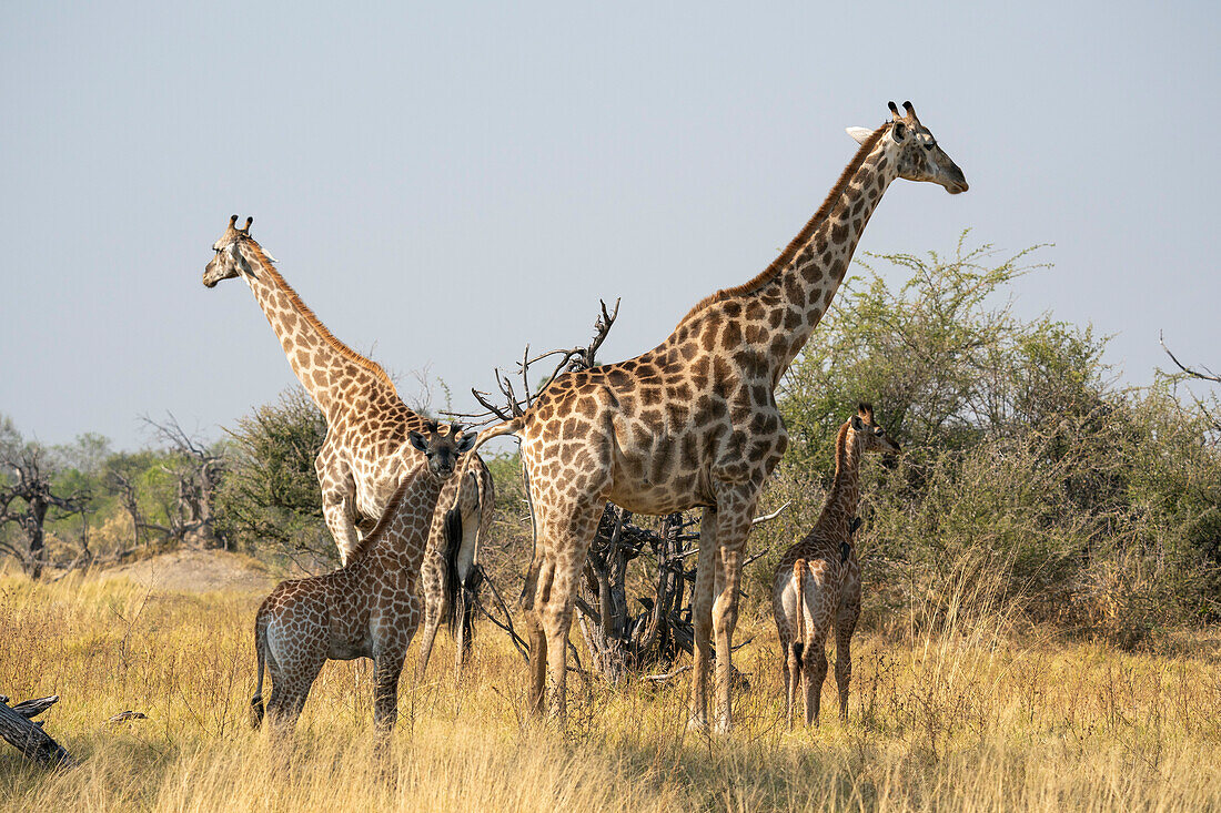 Giraffes (Giraffa camelopardalis) and calves, Okavango Delta, Botswana, Africa