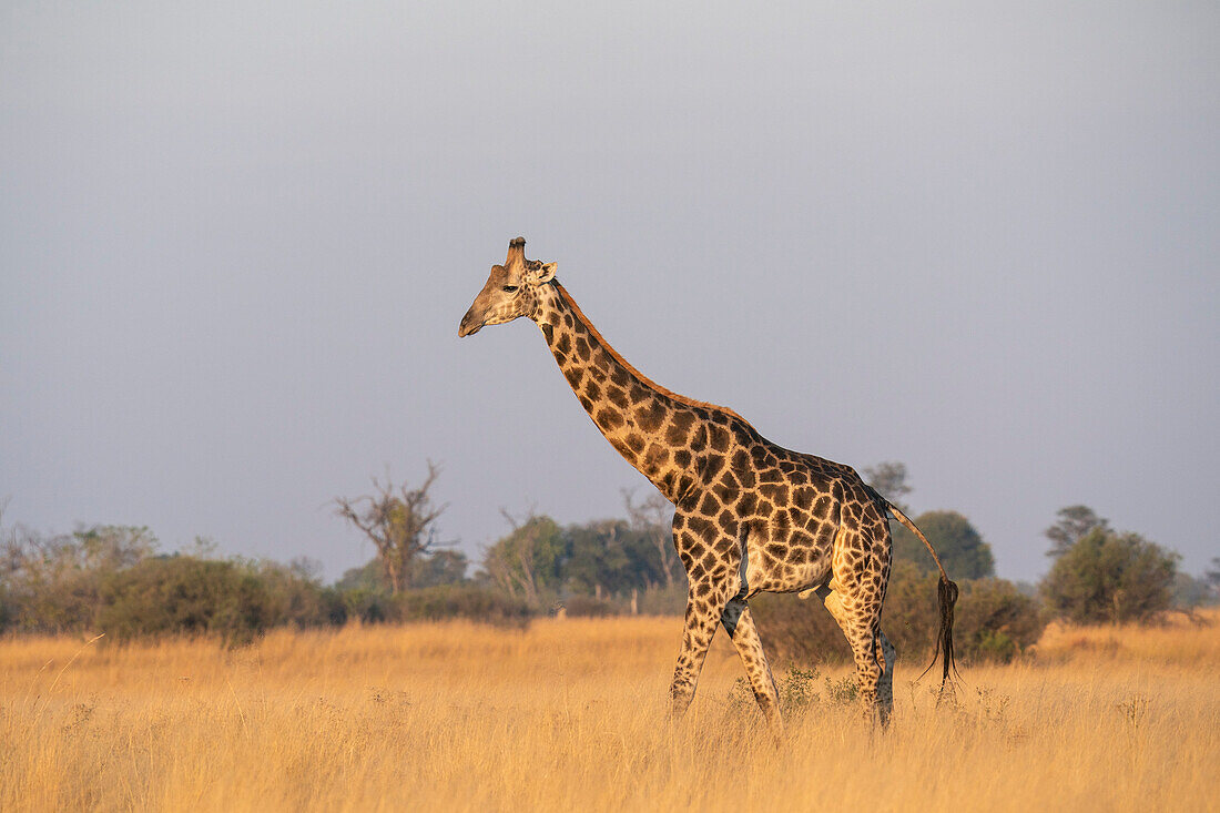 Giraffe (Giraffa camelopardalis), Okavango-Delta, Botsuana, Afrika