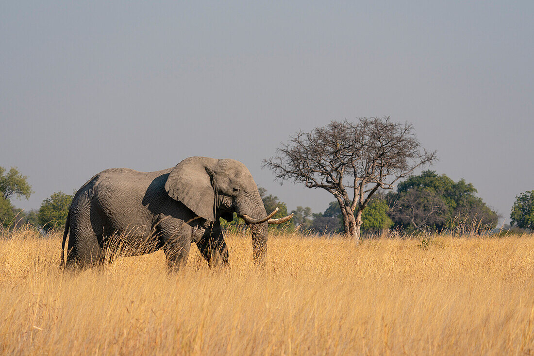 African elephant (Loxodonta africana), Okavango Delta, Botswana, Africa