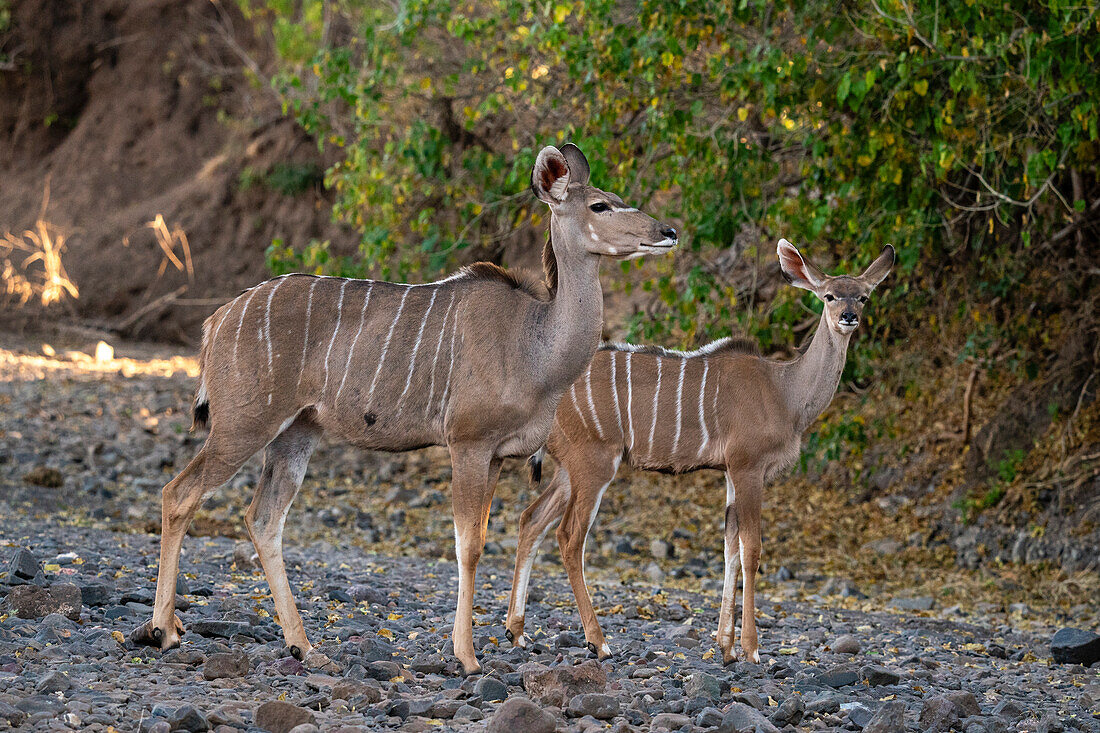 Großer Kudu (Tragelaphus strepsiceros) und Kalb, Mashatu-Wildreservat, Botsuana, Afrika
