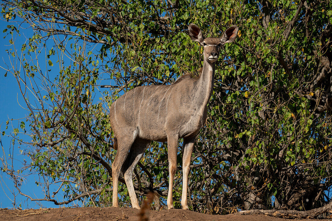 Greater kudu female (Tragelaphus strepsiceros), Mashatu Game Reserve, Botswana, Africa