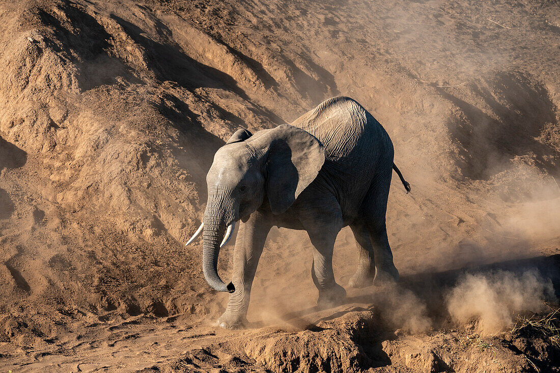 Afrikanisches Elefantenkalb (Loxodonta africana) läuft im Staub, Mashatu-Wildreservat, Botsuana, Afrika