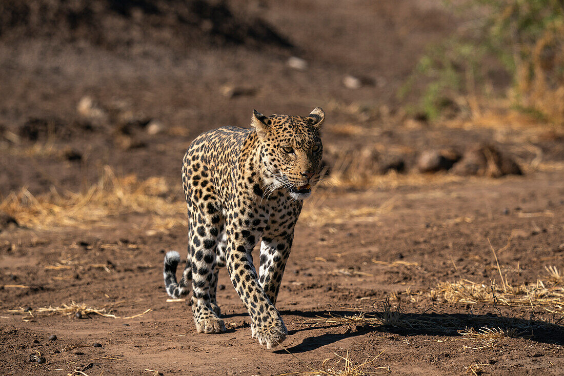 Leopard (Panthera pardus), Mashatu Game Reserve, Botswana, Africa