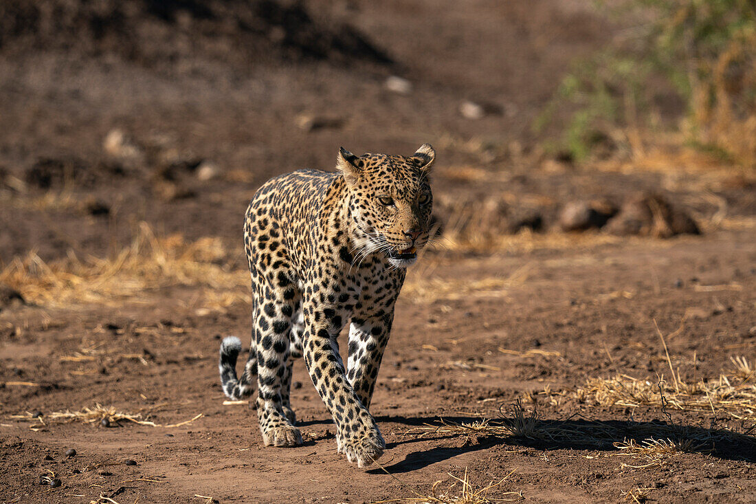 Leopard (Panthera pardus), Mashatu-Wildreservat, Botsuana, Afrika