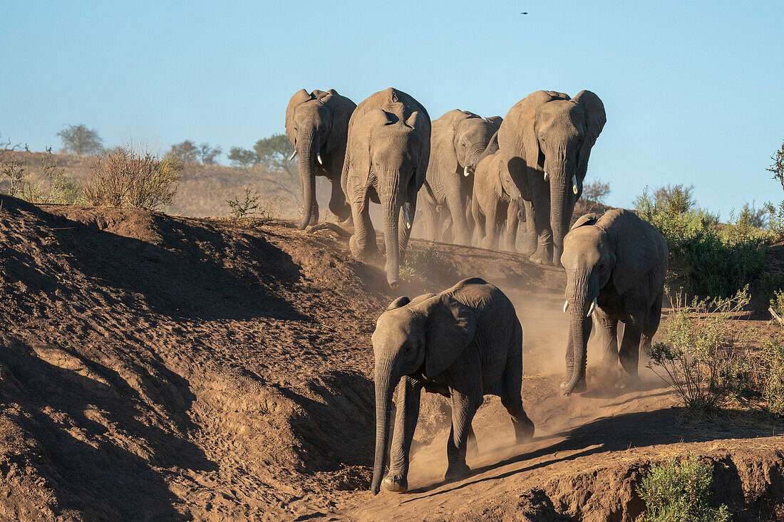 African elephant (Loxodonta africana) walking in line, Mashatu Game Reserve, Botswana, Africa
