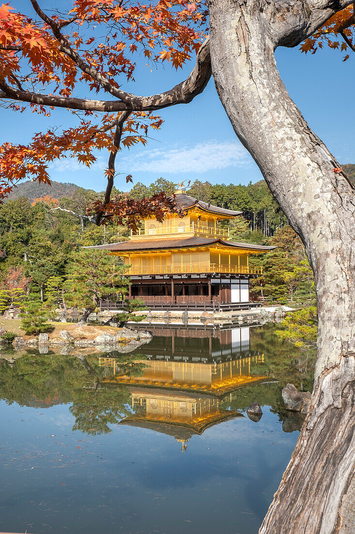 Tempel des Goldenen Pavillons Kinkaku-ji, der sich im Herbst in einem Teich spiegelt und von einem Baum eingerahmt wird, UNESCO-Welterbe, Kyoto, Honshu, Japan, Asien