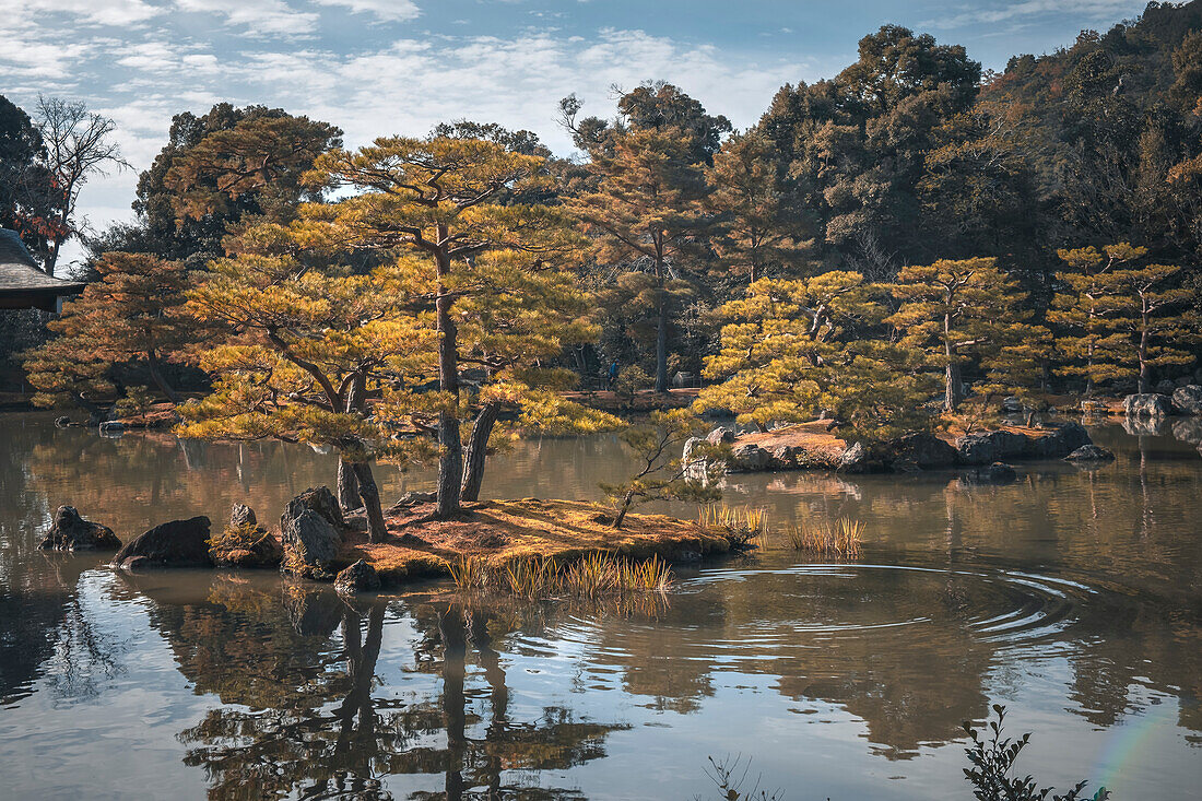 Herbstlich gefärbte Bäume über einem Teich in einem japanischen Tempelgarten, Kyoto, Honshu, Japan, Asien