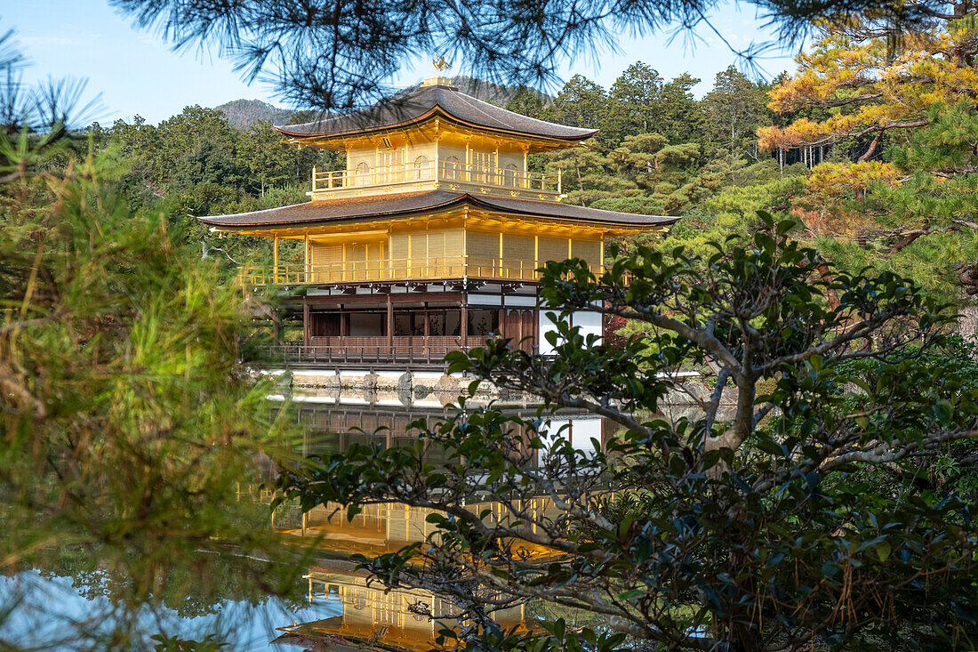 Kinkaku-ji-Tempel des Goldenen Pavillons, umrahmt von Bäumen, UNESCO-Welterbe, Kyoto, Honshu, Japan, Asien