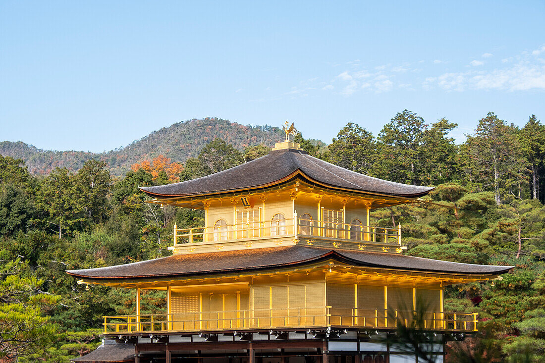 Kinkaku-ji-Tempel des Goldenen Pavillons in Kyoto, UNESCO-Weltkulturerbe, Kyoto, Honshu, Japan, Asien