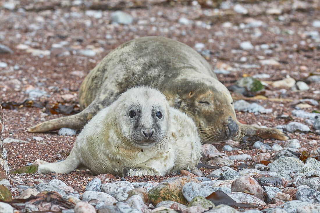 Kegelrobbenjunges (Halichoerus grypus) mit seiner Mutter an einem Strand in Torbay, an der Küste von Süd-Devon, England, Vereinigtes Königreich, Europa