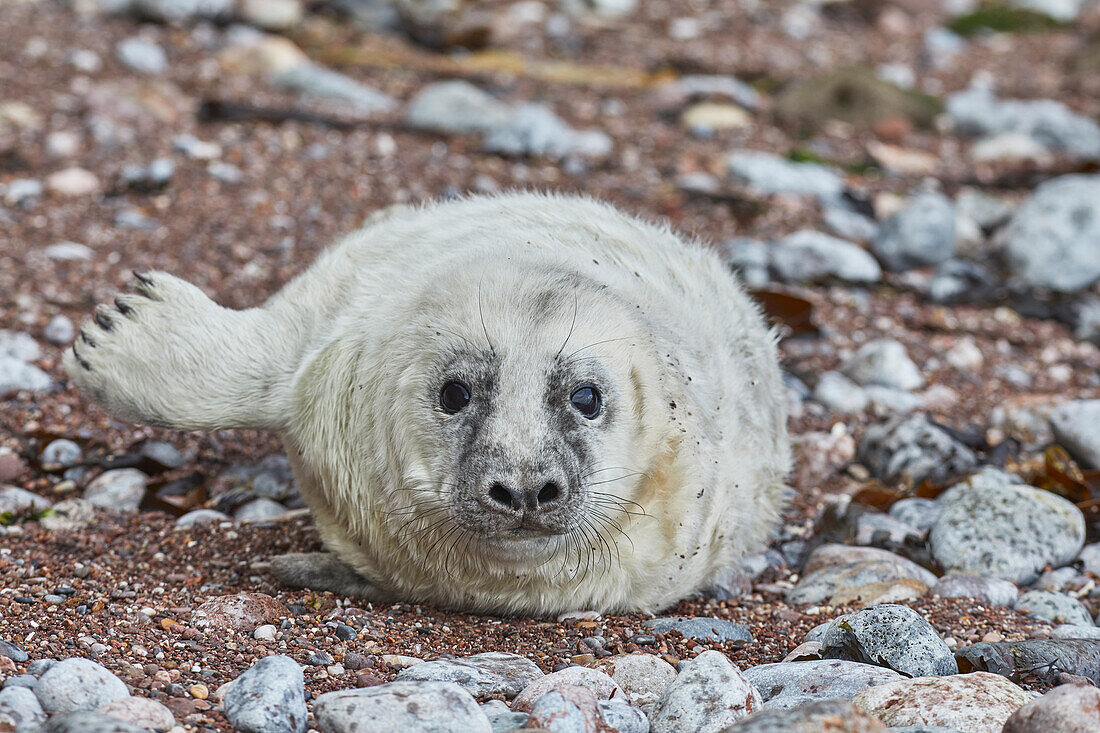 Kegelrobbenwelpe (Halichoerus grypus), am Strand von Torbay, an der Küste von Süd-Devon, England, Vereinigtes Königreich, Europa