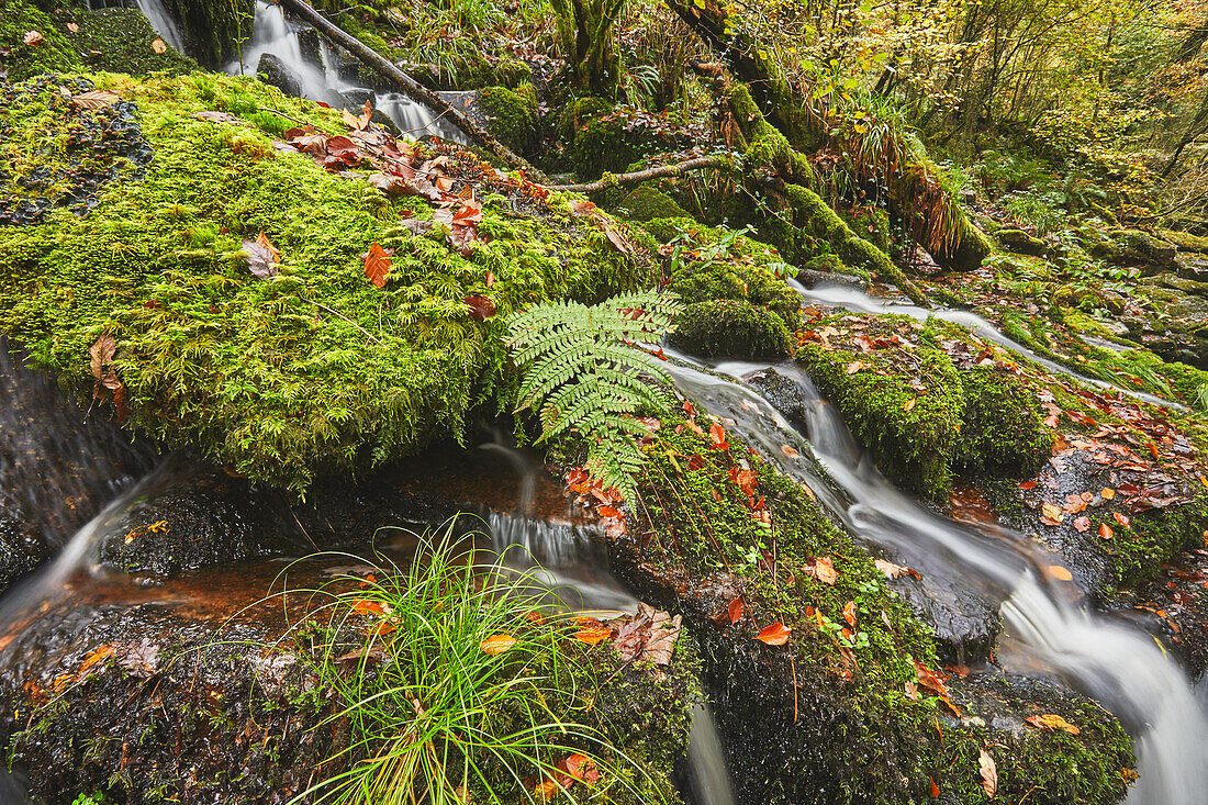 Moss-covered boulders and a tumbling stream, in ancient woodland, in the Erme Woods, near Ivybridge, Dartmoor National Park, Devon, England, United Kingdom, Europe