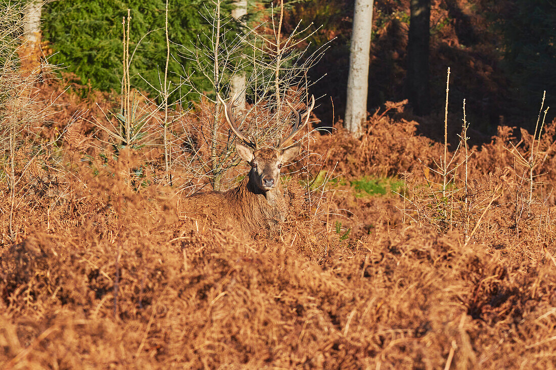 A young Red Deer stag (Cervus elaphus), in Exmoor countryside, near Dunster, Exmoor National Park, Somerset, England, United Kingdom, Europe