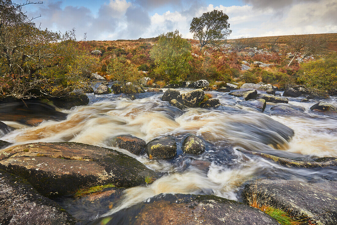 Der obere Fluss Teign im Herbst, der durch Gidleigh Common bei Chagford, Dartmoor-Nationalpark, Devon, England, Vereinigtes Königreich, Europa fließt