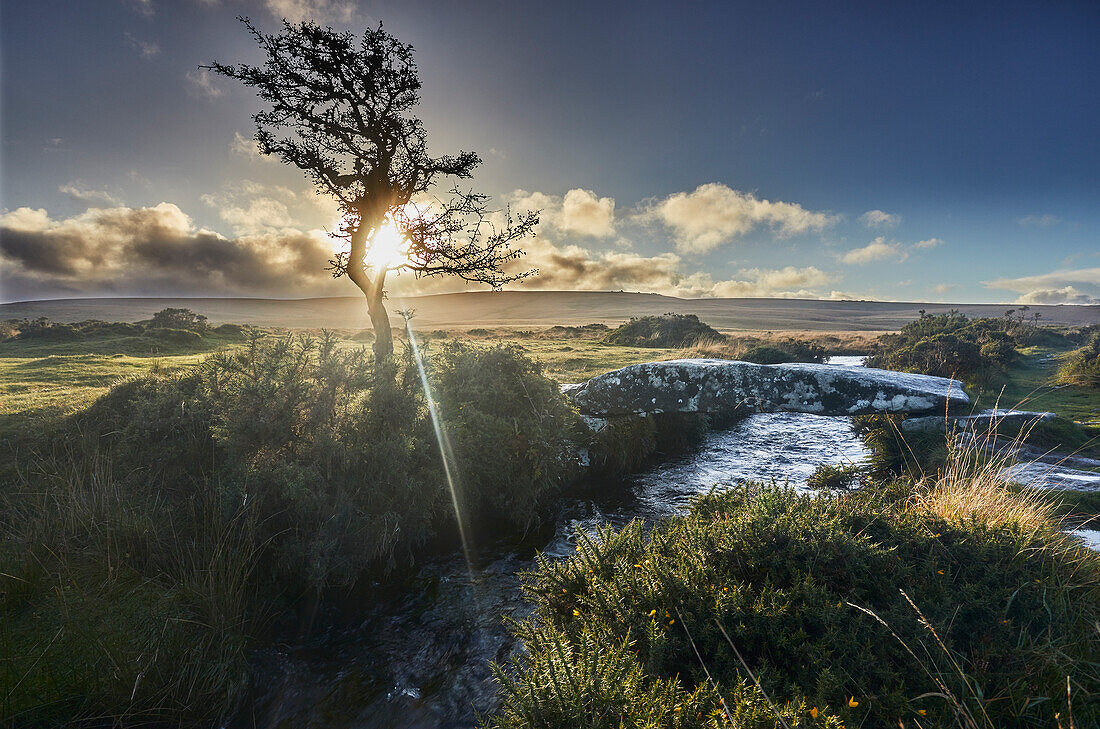 A gnarled old hawthorn tree silhouetted by the setting sun, with an ancient stone bridge crossing a stream nearby, on open moorland, Gidleigh Common, near Chagford, Dartmoor National Park, Devon, England, United Kingdom, Europe