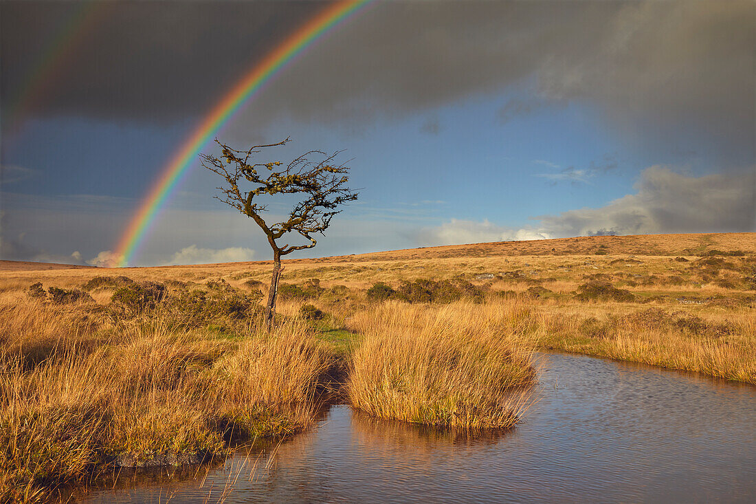 Ein Regenbogen spannt sich im Herbst über das sumpfige offene Moor von Dartmoor, Gidleigh Common, in der Nähe von Chagford, Dartmoor National Park, Devon, England, Vereinigtes Königreich, Europa
