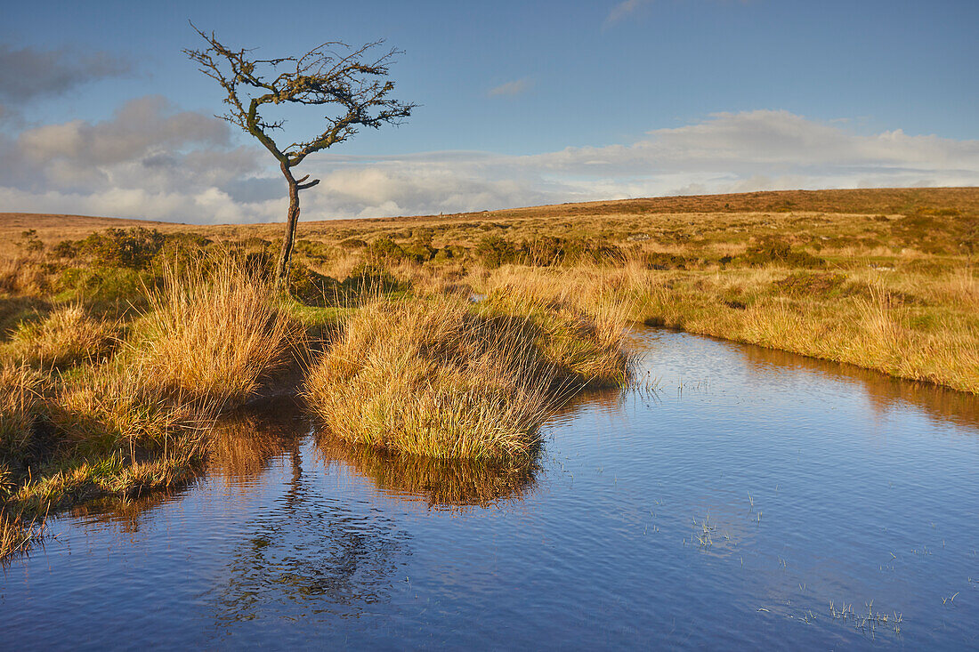 Autumn across the marshy open moors of Dartmoor, Gidleigh Common, near Chagford, Dartmoor National Park, Devon, England, United Kingdom, Europe