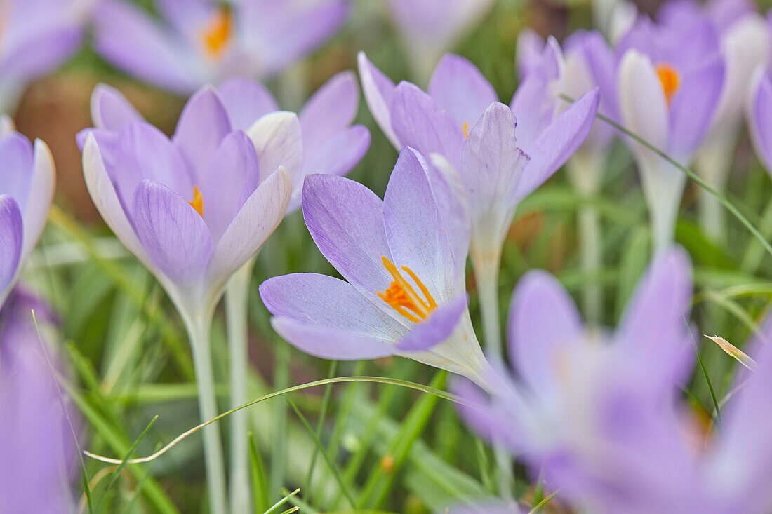 Lila blühende Krokusse im Vorfrühling, eine der frühesten Blumen, die die Ankunft des Frühlings ankündigen, in Devon, England, Vereinigtes Königreich, Europa