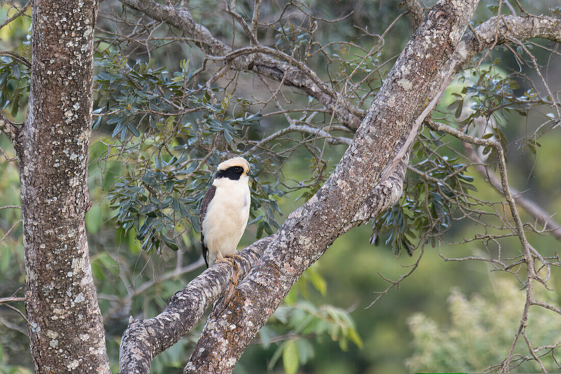 Laughing Falcon (Herpetotheres cachinnans), Serra da Canastra National Park, Minas Gerais, Brazil, South America