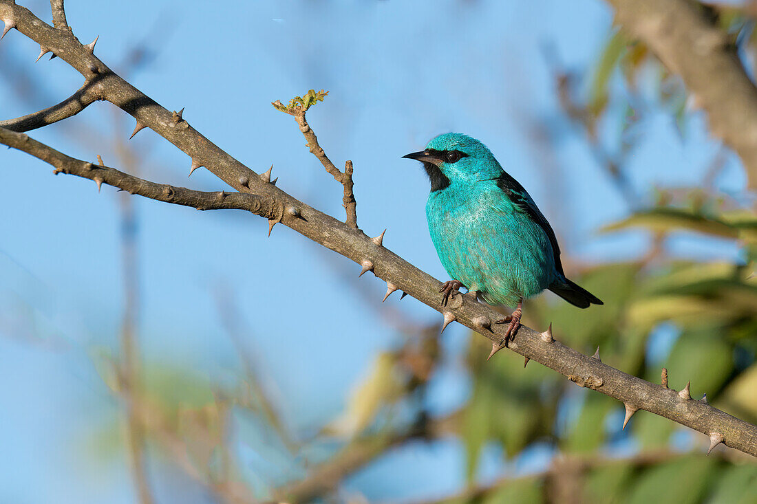 Male Blue Dacnis (Dacnis cayana) Thraupidae family, Passeriformes order, on a branch, Serra da Canastra National Park, Minas Gerais, Brazil, South America