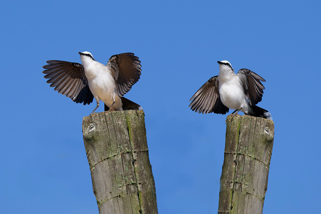 Courtship display of a couple of Masked Water-Tyrant (Fluvicola nengeta), Serra da Canastra National Park, Minas Gerais, Brazil, South America