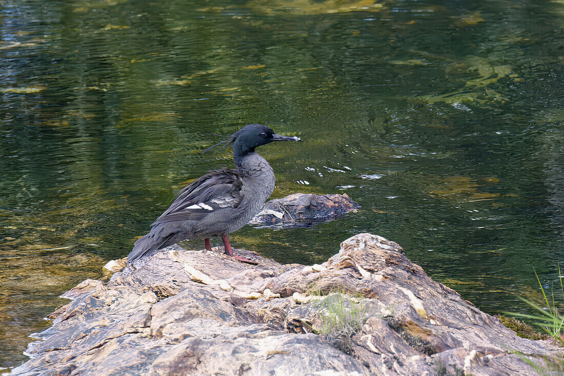 Brasilianischer Gänsesäger (Mergus octosetaceus) auf einem Felsen, Serra da Canastra National Park, Minas Gerais, Brasilien, Südamerika