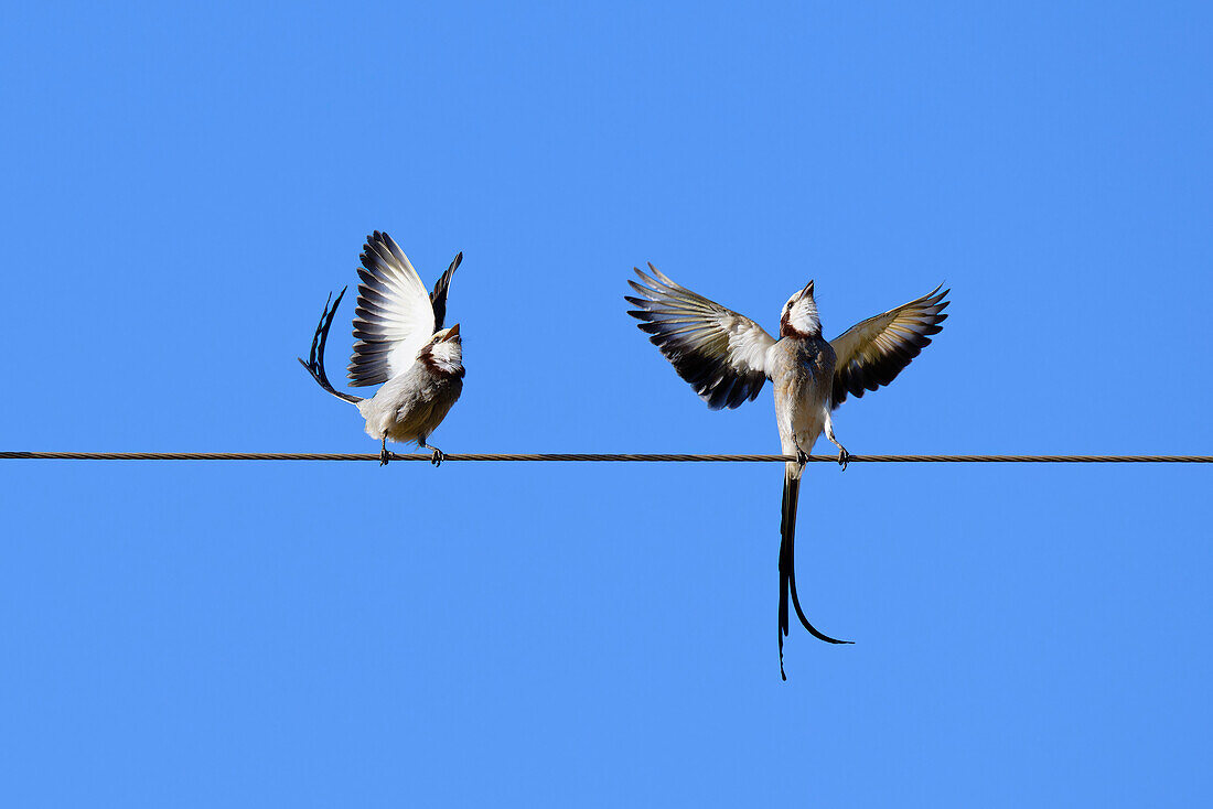 Courtship display of a couple of Streamer-tailed Tyrant (Gubernetes yetapa), Serra da Canastra National Park, Minas Gerais, Brazil, South America
