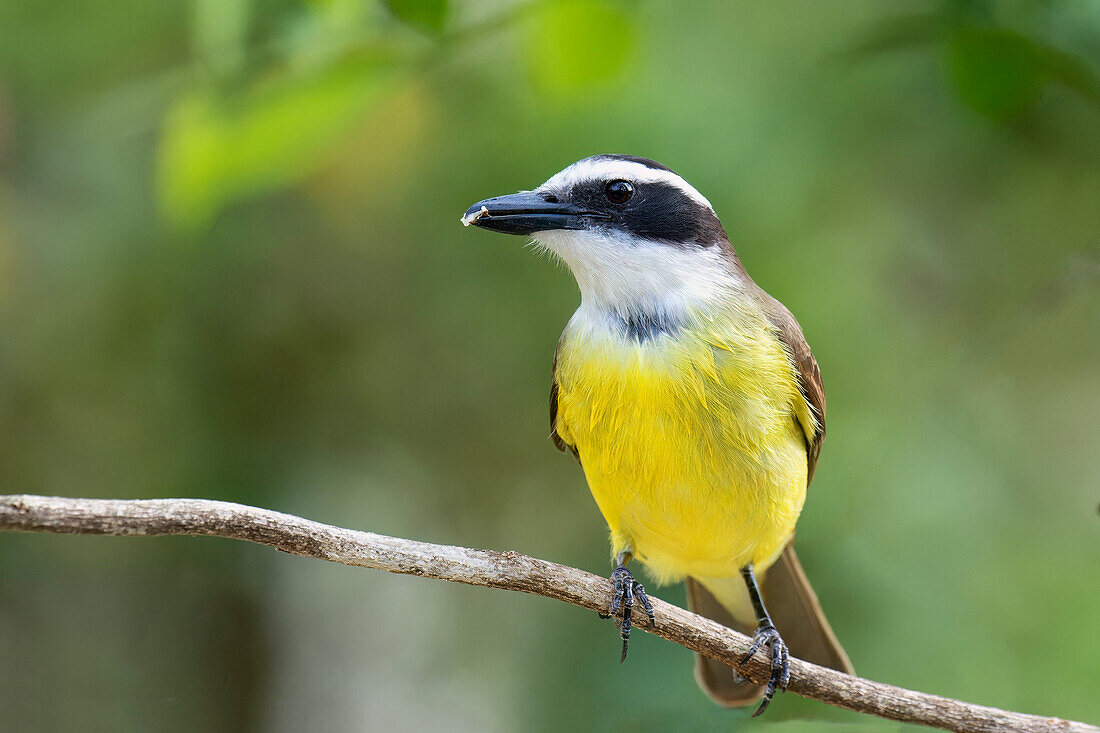 Great Kiskadee (Pitangus sulphuratus), Serra da Canastra National Park, Minas Gerais, Brazil, South America