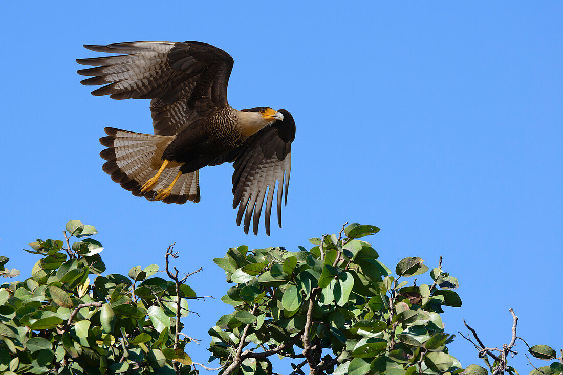 Fliegender Schopfkarakara (Caracara plancus), Serra da Canastra Nationalpark, Minas Gerais, Brasilien, Südamerika