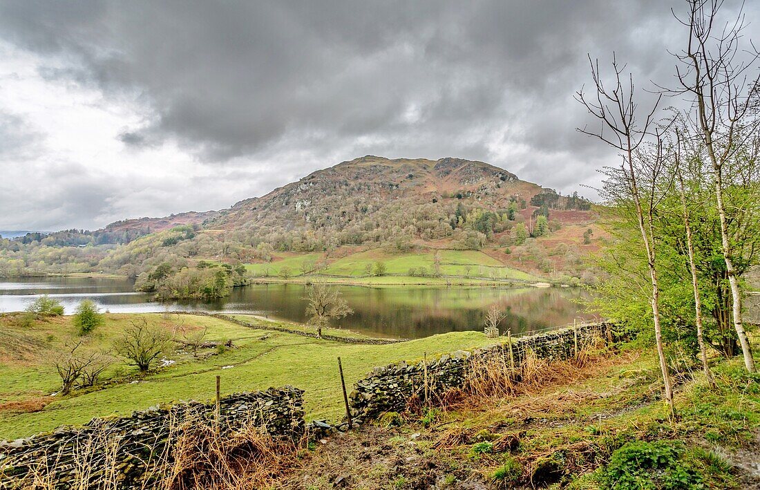 Rydal Water, 2 km long and over 15 metres deep, Lake District National Park, UNESCO World Heritage Site, Cumbria, England, United Kingdom, Europe