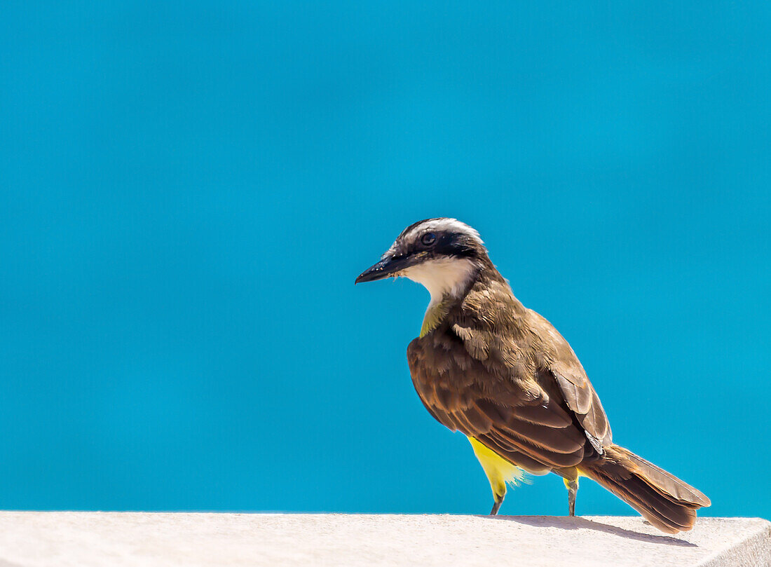 Great Kiskadee, (Pitangus Sulphuratus), a passerine bird common in Central and South America, Bermuda, Atlantic, North America