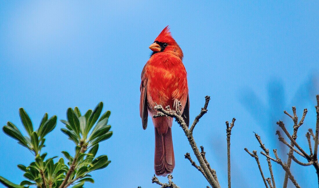 Männlicher nördlicher Kardinal (Cardinalis cardinalis), ein mittelgroßer Singvogel, verbreitet im östlichen Nordamerika, Bermuda, Atlantik, Nordamerika