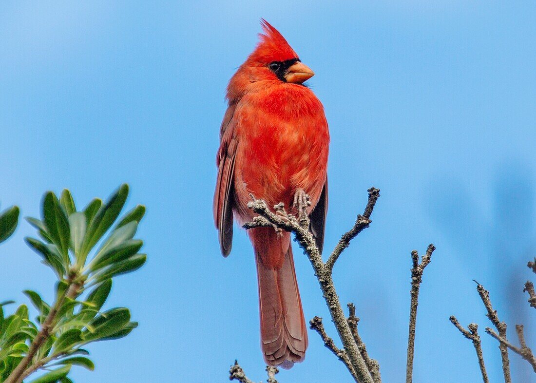 Männlicher nördlicher Kardinal (Cardinalis cardinalis), ein mittelgroßer Singvogel, verbreitet im östlichen Nordamerika, Bermuda, Atlantik, Nordamerika