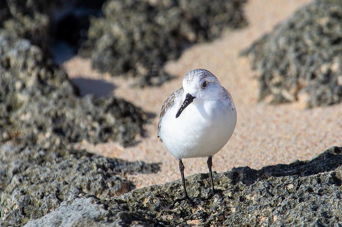 Sandpiper (Scolopacidae), a common wading bird, Bermuda, Atlantic, North America