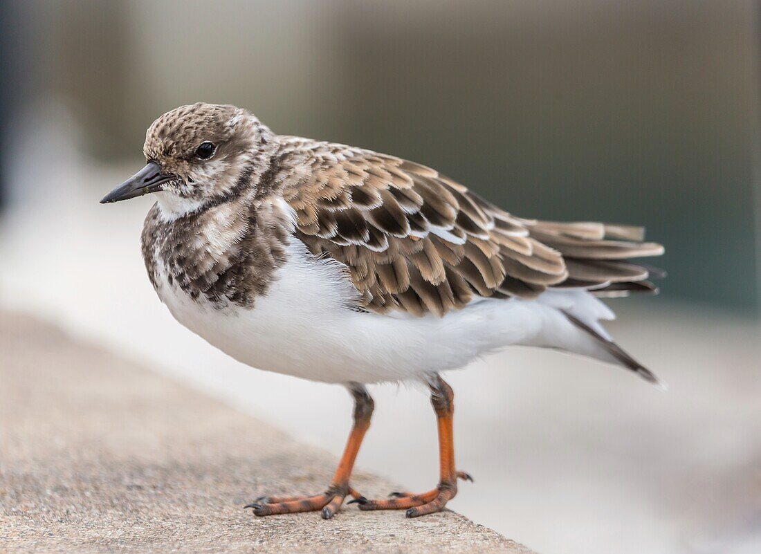 Ruddy Turnstone (Arenaria Interpres), a small cosmopolitan wading bird, Bermuda, Atlantic, North America