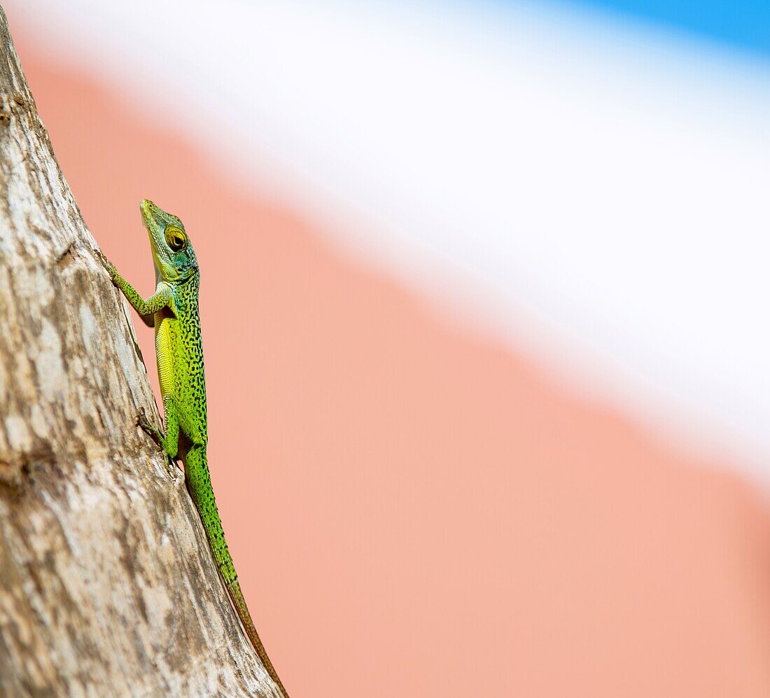 Antiguan Anole lizard (Anolis Leachii) in Smiths, Bermuda, Atlantic, North America